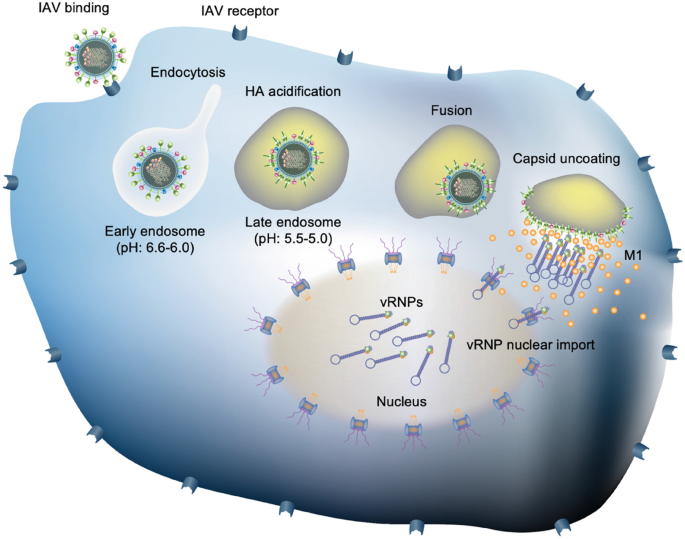 Monitoring Influenza A Virus Entry Using Quantitative Fluorescence ...