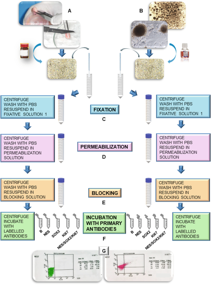 Cell Population Analyses of Neurospheres Generated In Vitro from ...
