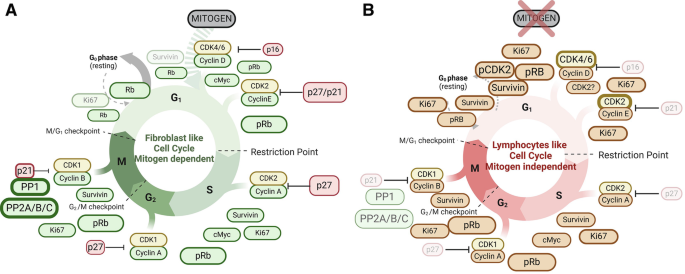 Studying Mitogen-Independent Proliferation in Murine B Cells | SpringerLink