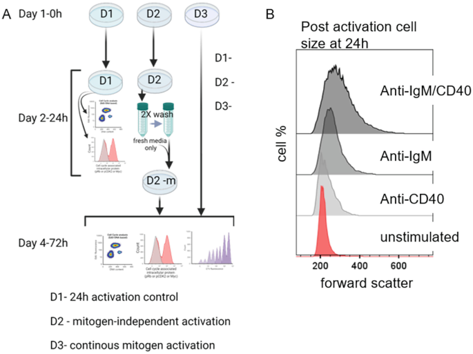 Studying Mitogen-Independent Proliferation in Murine B Cells | SpringerLink