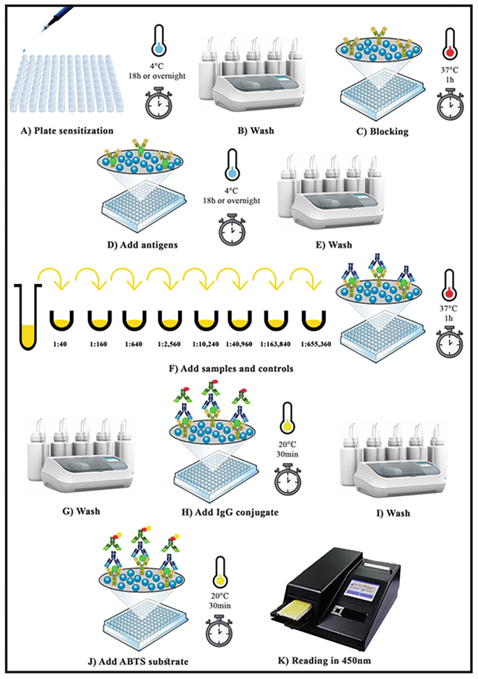 Immunoenzyme Test for Detection of IgG Anti-YFV Class Antibodies: IgG ...