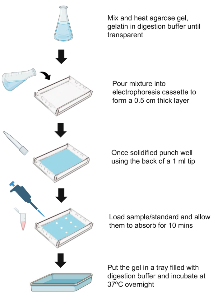 microbiologists guide to gelling agents: agar-agar,... Gel Diffusion–Based Gelatin Zymography to Analyze MMP-2 and MMP-9 ...