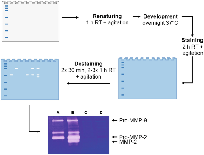 Assessing MMP-2/9 Proteolytic Activity and Activation Status by ...