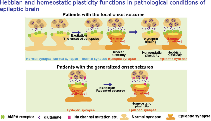 Manipulation and Imaging of Plasticity of the Glutamate Synapse for ...