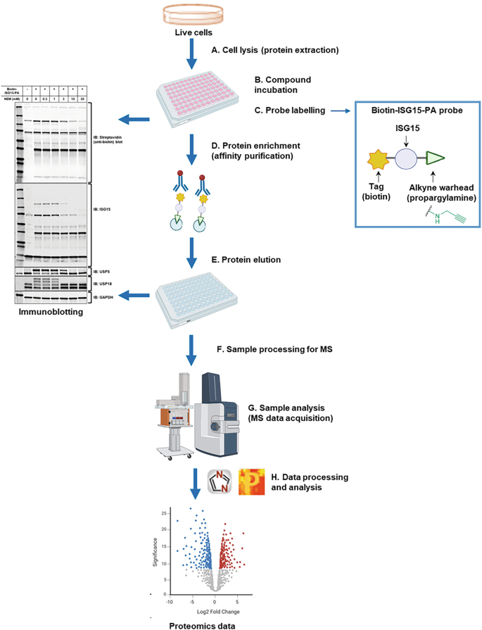 Activity-Based Protein Profiling (ABPP) of Cellular DeISGylating ...