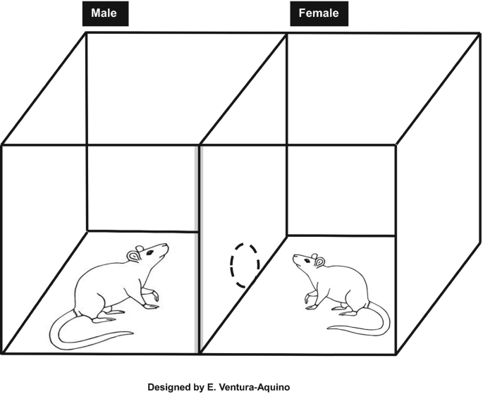 The Conundrums in Behavioral Animal Research and Some Findings with ...