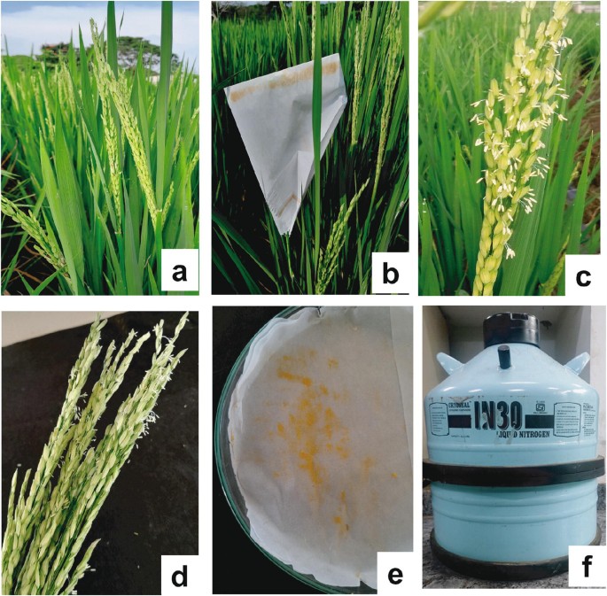 Pollen Cryopreservation Protocol for Rice (Oryza sativa L.) | Springer ...
