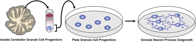 In Vitro Analysis of Cell Cycle Exit of Cerebellar Granule Cell ...