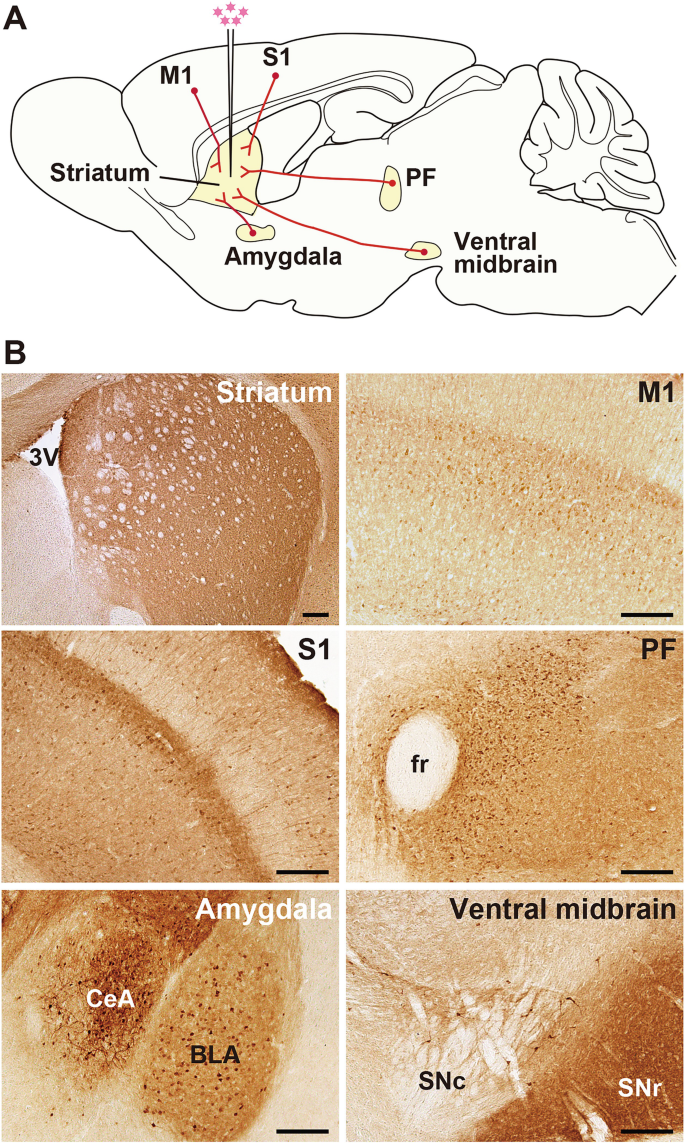 Selective Neural Pathway Targeting by Using Lentiviral Vectors ...