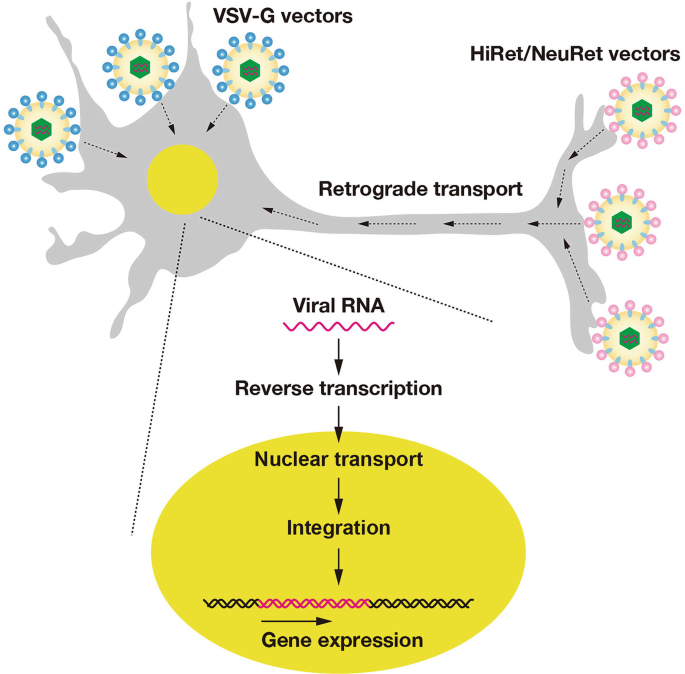 Production and Purification of Lentiviral Vectors | Springer Nature Link
