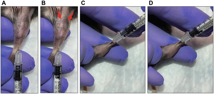 Intramuscular and Intravenous AAV-Mediated Gene Delivery in Mouse ...