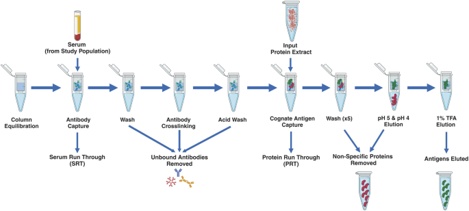 Identification of Antibody-Cognate Antigens via a High-Throughput ...