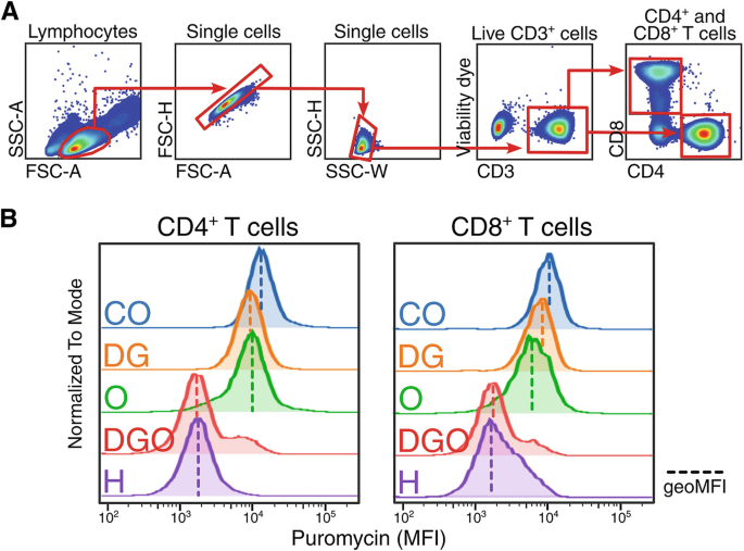 Assessing the Metabolic Profile of CD4+ and CD8+ T Lymphocytes in ...