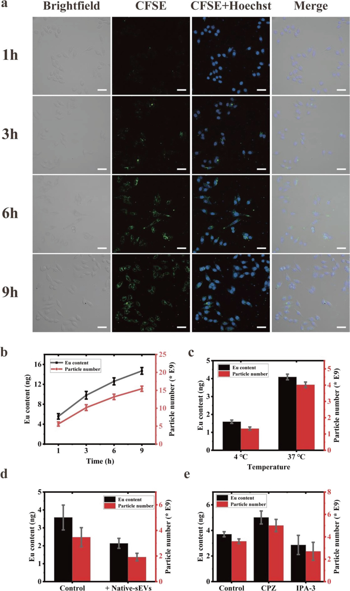 Innovative Methods to Label, Track, and Quantitate Extracellular Vesicle  Uptake | Springer Nature Link
