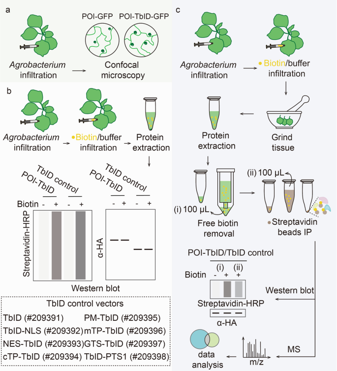 TurboID-Based Proximity Labeling in Plants | Springer Nature Link