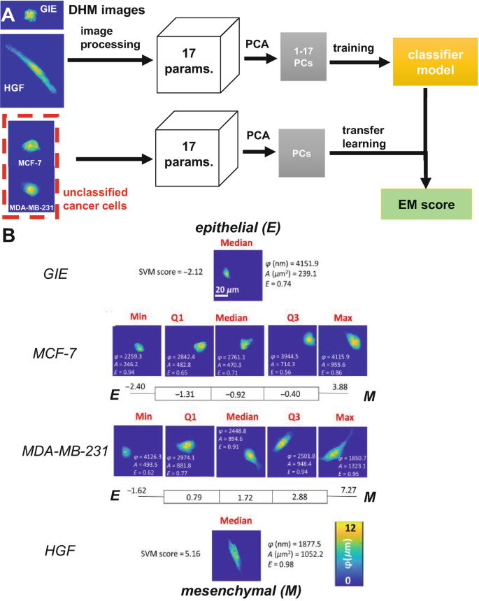 Digital Holographic Microscopy for Phenotypic Profiling of Adherent ...