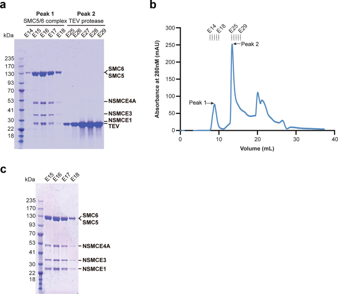Sm Core Complex Production and Purification of the Human SMC5/6 Core Complex from S ...