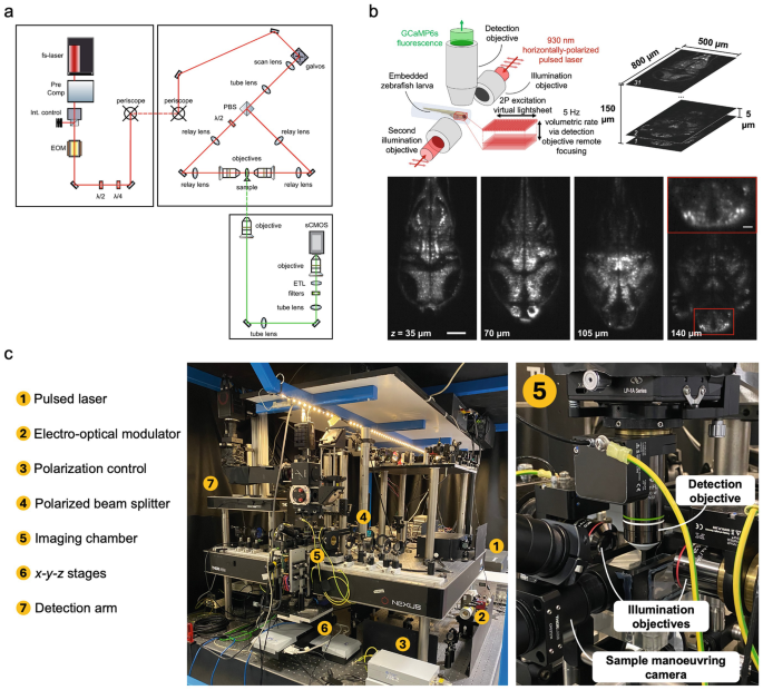 Zebrafish Radiography High Spatiotemporal Resolution Functional Imaging of the Entire Larval ...