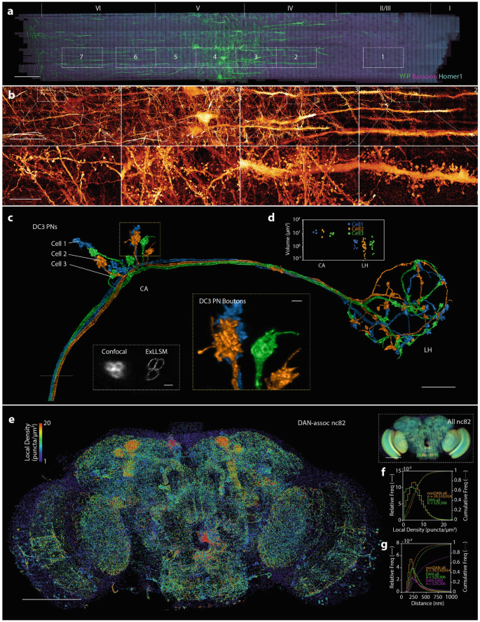 Expansion Lattice Light-Sheet Microscopy Reveals Subcellular ...