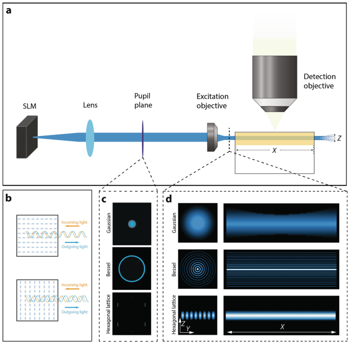 Expansion Lattice Light-Sheet Microscopy Reveals Subcellular ...
