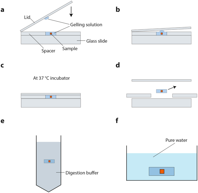 Expansion Lattice Light-Sheet Microscopy Reveals Subcellular ...