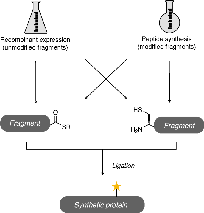 Native Chemical Ligation to Install Chemical Protein Modifications