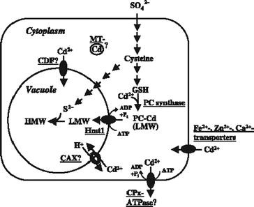 figure 17_3_185245_1_En