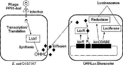 figure 12_11