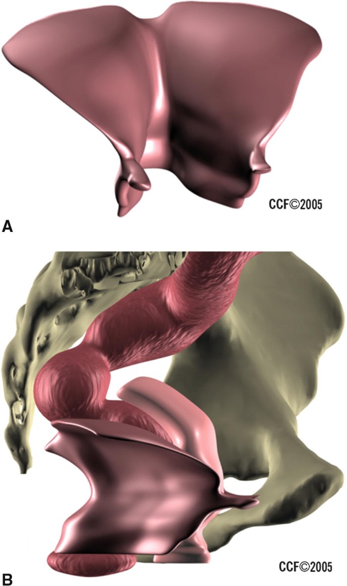 Pelvic Floor Disorders | SpringerLink