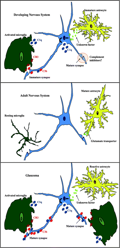 The Classical Complement Cascade Mediates CNS Synapse Elimination