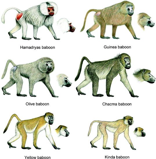 Pan-African Voyagers: The Phylogeography of Baboons | SpringerLink