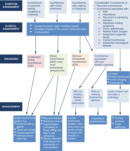 Figure 3 from Pathophysiology of Urinary Incontinence,Fecal Incontinence  and Pelvic OrganProlpase