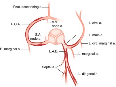 coronary artery anatomy diagram