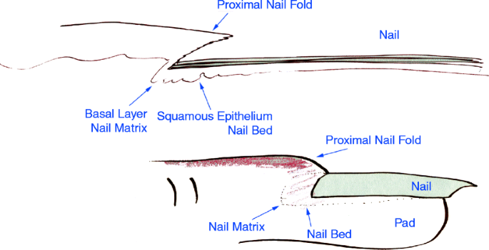 Nail Anatomy | SpringerLink