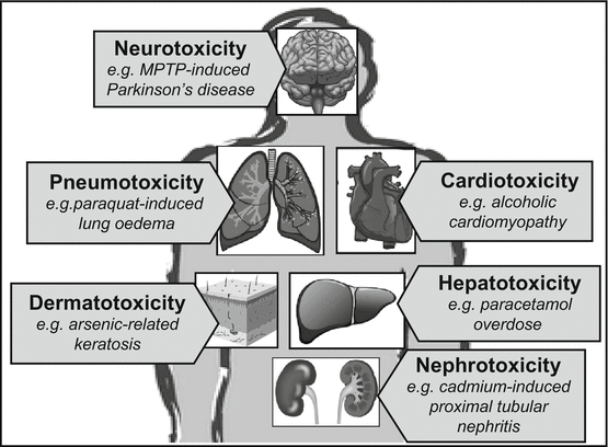 ToxTutor - Organ-Specific Toxic Effects