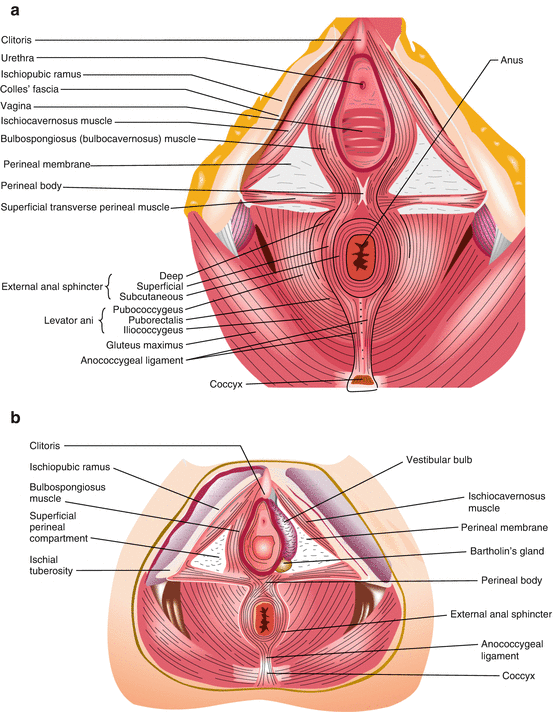 Female Pelvic Cavity - code: 6180.29 - Altay Scientific Anatomy