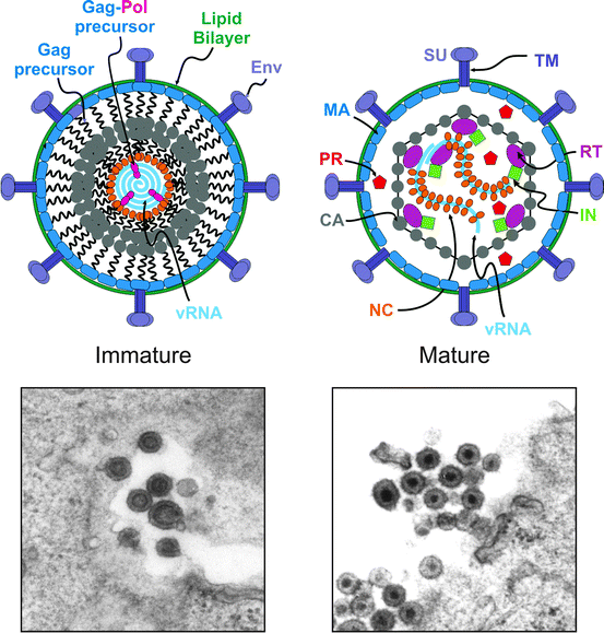 Rous Sarcoma Virus: Contributions of a Chicken Virus to Tumor Biology, Human Cancer Therapeutics, and Retrovirology | SpringerLink