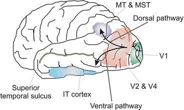 Cortical and subcortical pathways for vision. The majority of
