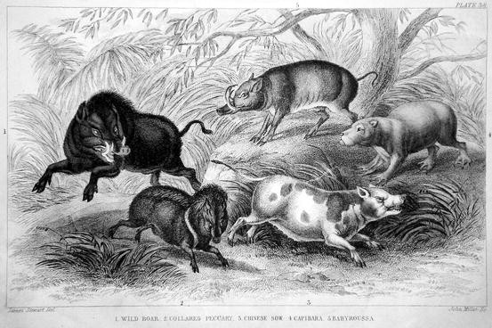 Excellent drawing of a Capybara!  Capivara, Capivaras, História natural