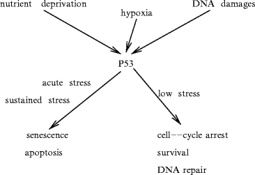 Other Major Types of Signaling Mediators