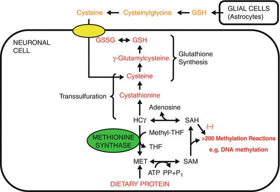 glutathione and methylation Redox/Methylation Theory and Autism