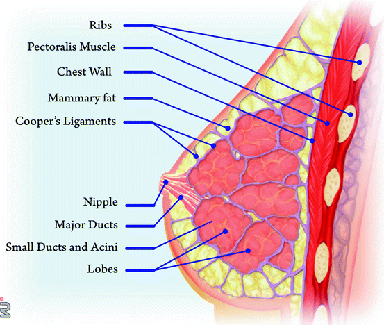 Diagram of the ductal anatomy of the breast. (1) Chest wall, (2
