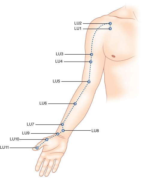 Hand Tai Yin Lung Meridian 手太陰肺經穴 | SpringerLink