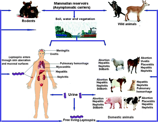 Leptospira: Invasion, Pathogenesis and Persistence | SpringerLink