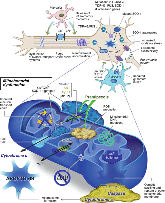Calcium Signaling Pathways Mediating Synaptic Potentiation Triggered by  Amyotrophic Lateral Sclerosis IgG in Motor Nerve Terminals