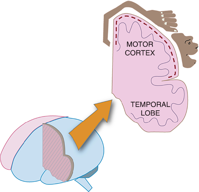 Cortical Motor Control | SpringerLink