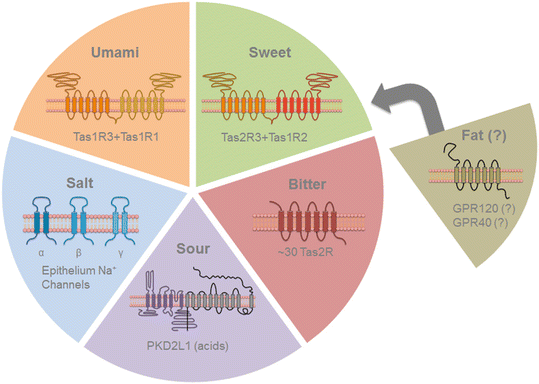 Figures and data in Bitter taste receptors confer diverse