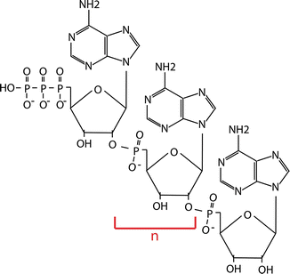 Inhibition of HIV-1 Replication and Activation of RNase L by