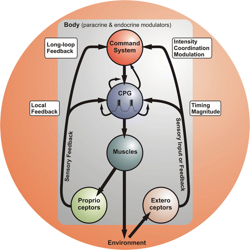 Sensory Input to Central Pattern Generators | SpringerLink