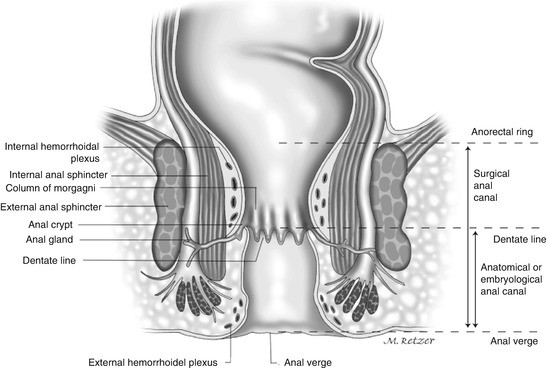 Anatomy and Embryology of the Colon, Rectum, and Anus ...